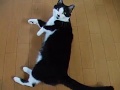 ネコのクセに何でも言う事を聞きます/Cats obey orders・・・?? ネコのクセに何でも言う事を聞きます/Cats obey orders・・・??