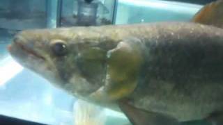 タライーラ(タイガーホーリー) 45cm 牙魚 Hoplias malabaricus Wolf fish - YouTube