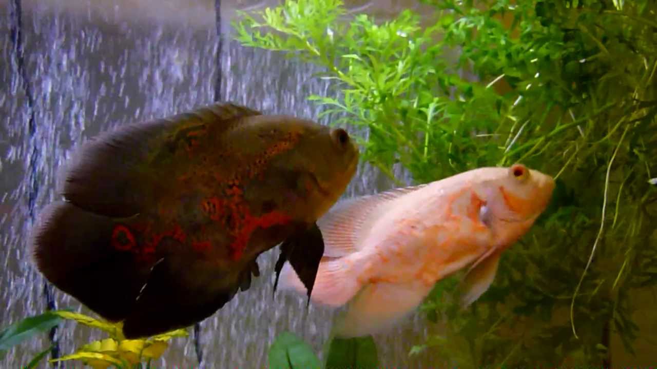 free goldfish aquarium screensaver