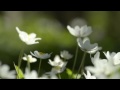 Spring Flowers - blooming marvelous - Spring ecards - Seasons Greeting Cards