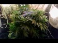 Blueberry Kush Pineapple Express Beef Steak Update