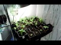 Blueberry Kush Pineapple Express Beef Steak Update