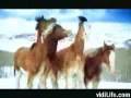 Horses - Youtube