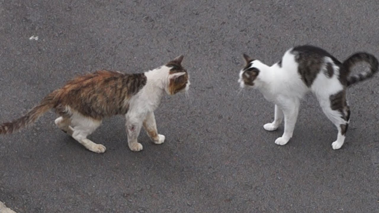 ドキュメント『猫が友達になる瞬間』  