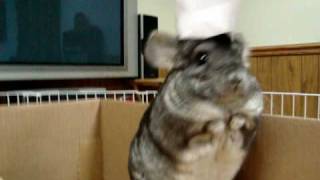 Cute Chinchilla with a Paper Pirate Hat