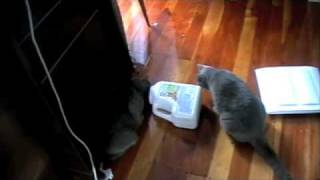 cats feed themselves