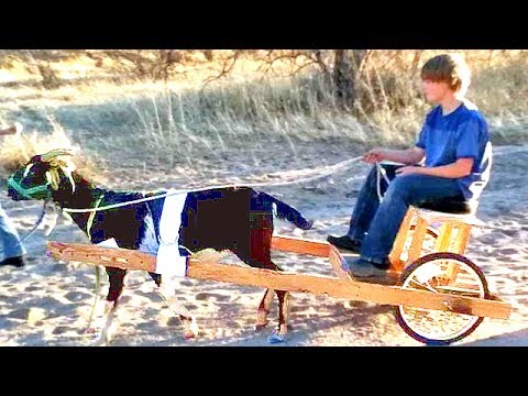 Homemade Goat Cart - YouTube