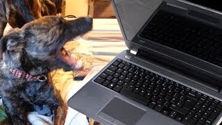 Dogs HATE the Internet!