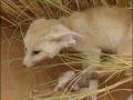 Animaux du désert : La vie dans les vagues de sables - Vidéo COMPLETE