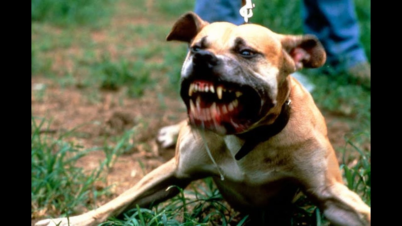 dünyanın en saldırıcı köpeği