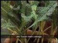 Farinata col cavolo nero / Black Cabbage Farinata Recipe
