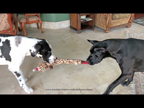 Funny Great Danes Play Tug of War with Giraffe Toy