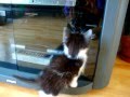 Un chaton devant un miroir