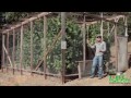 Green House Construction Tips by Jorge Cervantes - Another Green House with Plenty of Sun Light