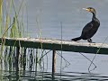 - Banyoles: un espacio tan humanizado como imprescindible para muchas especies de Red Natura 2000
