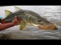 tarpons, bonefishs, snooks et cie. Pêche sans tuer en Guadeloupe