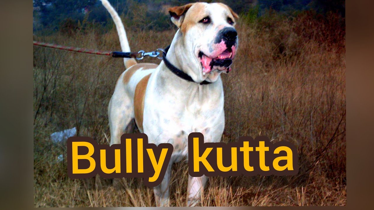 Alangu And Bully Kutta Dog