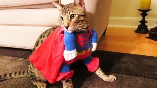 SUPERCAT!