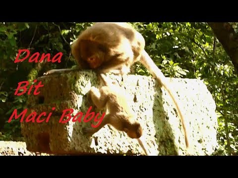 Adorable Baby Maci Monkey Got Weaning and B.ITE BY Dana | Baby Maci Screaming Loudly | Monkey Crying