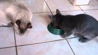 Gato Roubando Comida - Apolo e Pumpkin