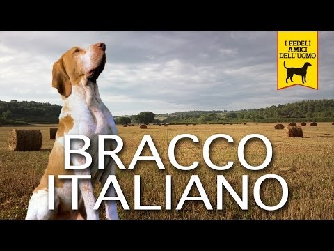Hunderassen | Bracco Italiano, Italienische Bracke