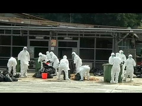A slaughter is underway in Hong Kong. Over 20,000 birds mostly chickens have been destroyed in a...

euronews, the most watched news channel in Europe
     Subscribe for your daily dose of international news, curated and explained:http://eurone.ws/10ZCK4a
     Euronews is available in 13 other languages: http://eurone.ws/17moBCU

http://www.euronews.com/2014/01/28/bird-flu-fears-in-china-lead-to-ban-on-poultry-trading
A slaughter is underway in Hong Kong. Over 20,000 birds mostly chickens have been destroyed in a bid to stamp out the spread of the H7N9 strain of bird flu.

It is the first  time the virus has been discovered in imported poultry in Hong Kong. Imports from the mainland have been banned and all live chicken sales suspended. The island\'s wholesale market will remain closed for 21 days.

Twenty people have died from the virus on mainland China this year and two in Hong Kong. The government order comes into effect two days before celebrations for the Chinese New Year. 

\