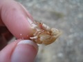 Teeniest Hermit Crab