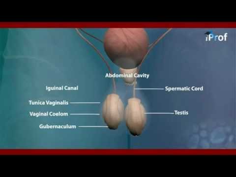 Structure of testis - YouTube