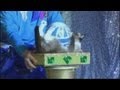 World's first performing cat theatre opens in Russia