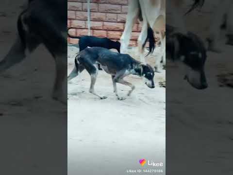 Funny dog dance