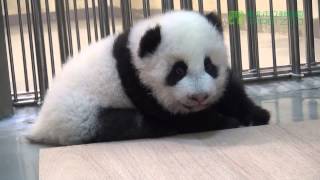 圓仔倒車 Baby Giant Panda Backward and then Forward