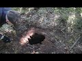 Hunting for rabbits