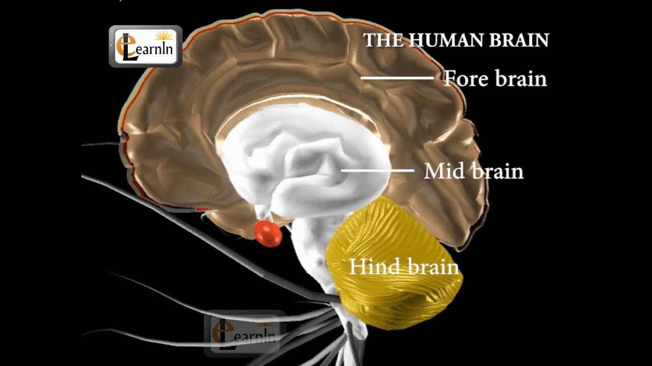 Human brain and its parts - Biology - YouTube