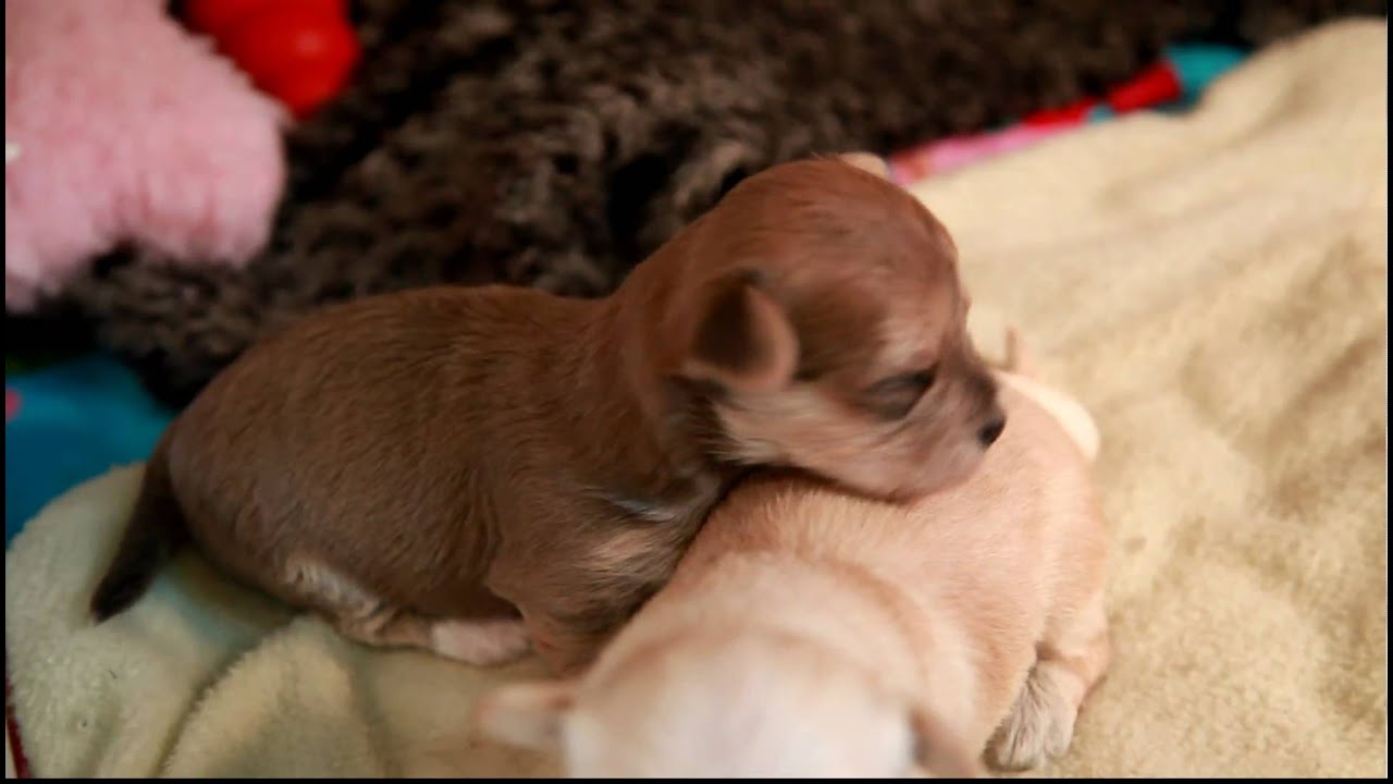 morkie puppies 2 weeks old eyes are open youtube morkie puppies 2 weeks old eyes are open youtube