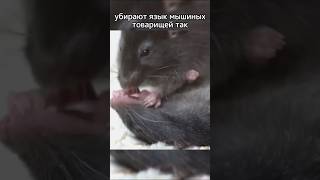 Мыши СПАСАЮТ ЖИЗНИ #shorts #шортс
