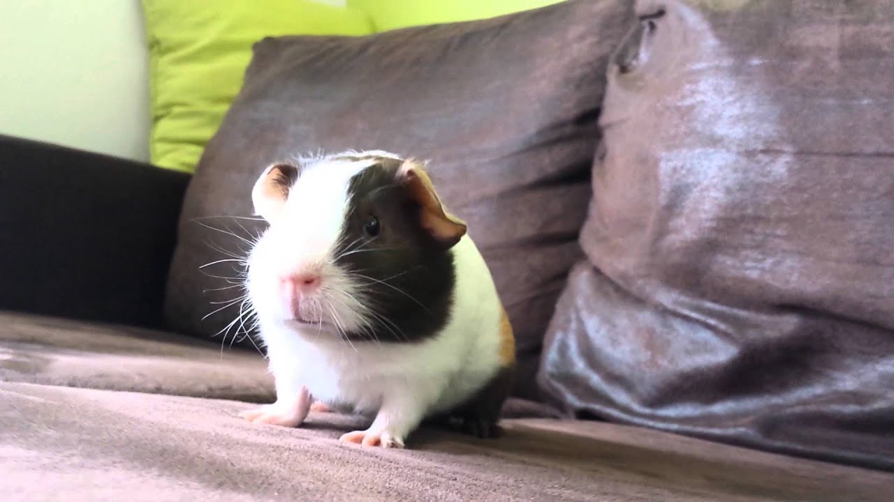 Very excited guinea pig HD - YouTube
