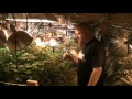 Medical Marijuana Caregivers Grow Operation Part 1