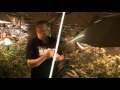 Medical Marijuana Caregivers Grow Operation Part 1