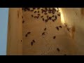 Handling Queens and Making Splits the FatBeeMan