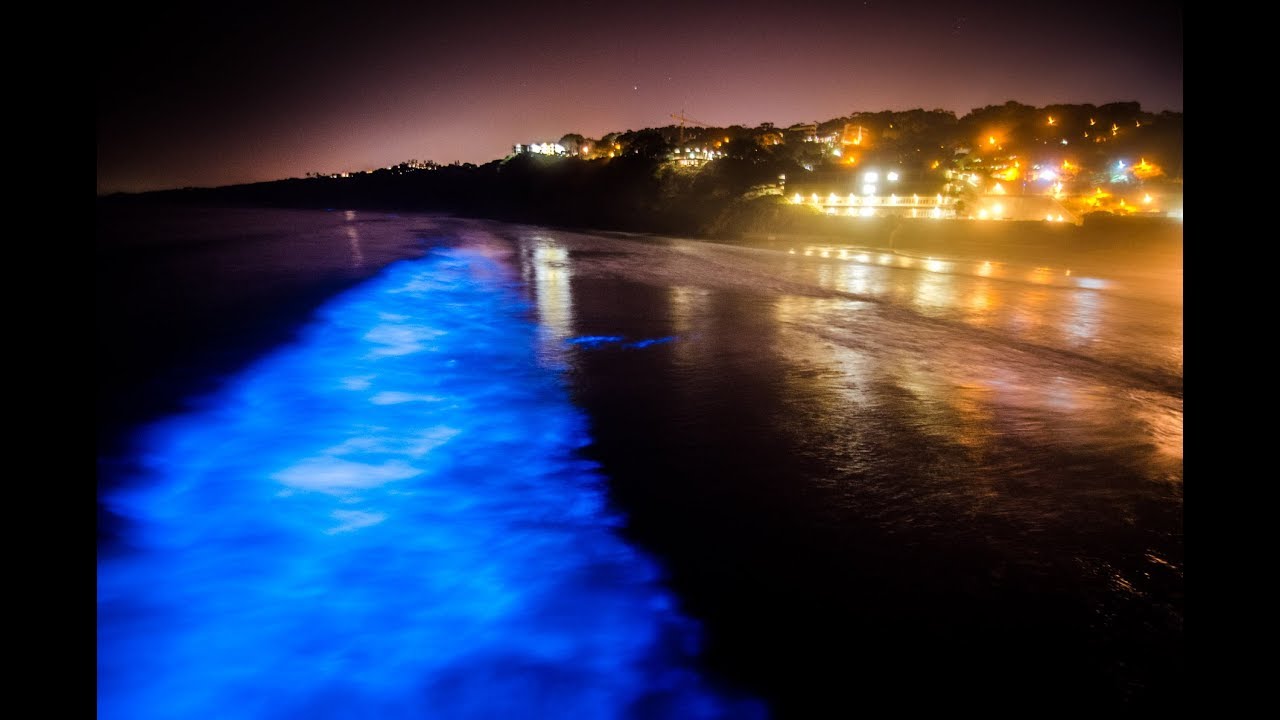 Bioluminescent dinoflagellates causing the ocean to glow neon blue at