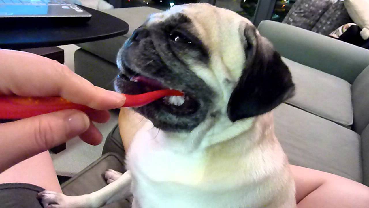 "Brushing" my pug�s teeth YouTube "Brushing" my pug�s teeth YouTube