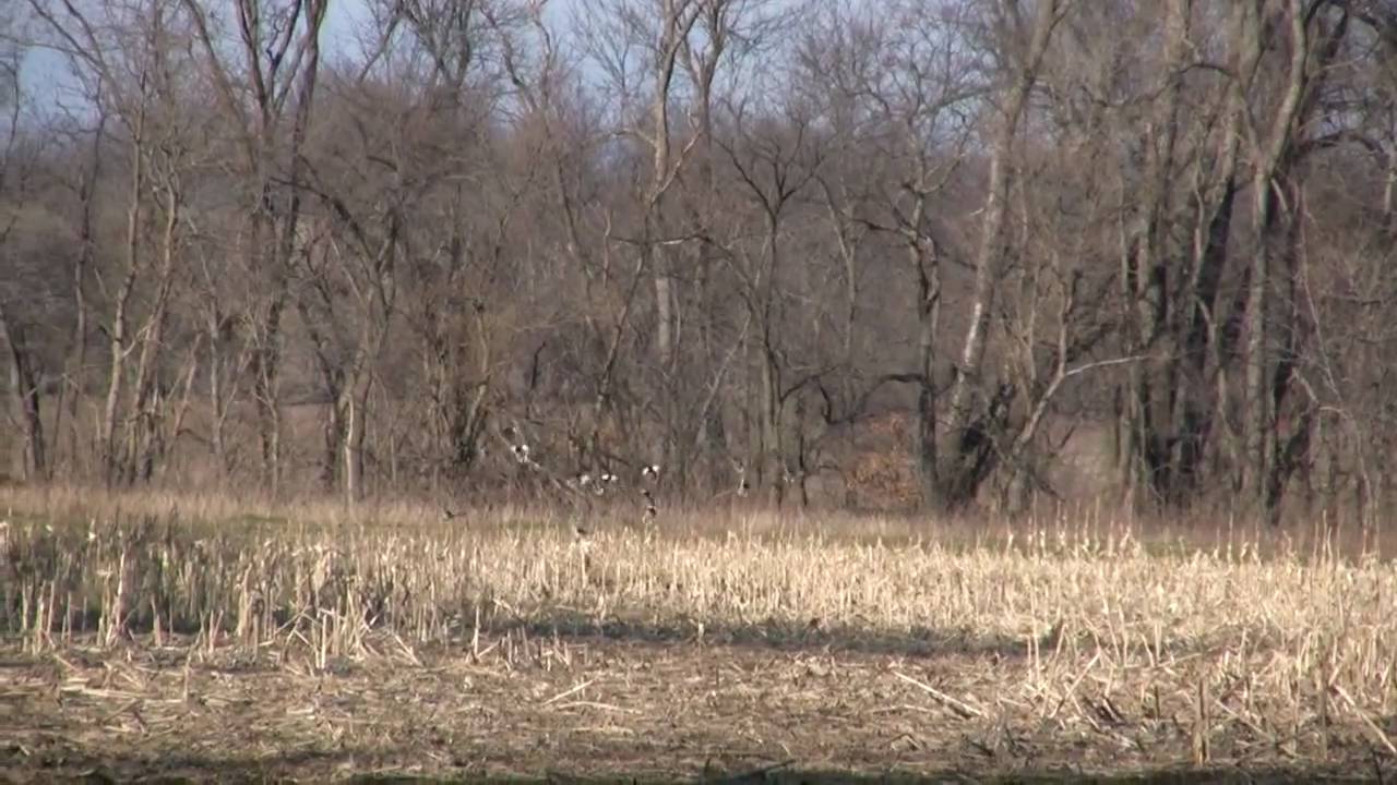 Flooded Corn Duck Hunting Land for Sale YouTube