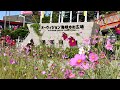 【第47回下関市緑化祭】オーヴィジョン海峡ゆめ広場　花と緑の装飾