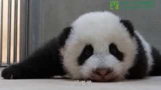 圓仔寶寶爬行日記 Panda Baby Learns to Crawl