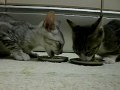 ごはんちょうだ~い!!生後4ヶ月の猫 CATs Me&Qoo are starving! ごはんちょうだ~い!!生後4ヶ月の猫 CATs Me&Qoo are starving!