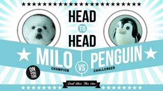 Milo vs Penguin (Milo pitted against a pesky penguin)