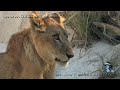Lion Meets Black Mamba 04, Time Lapse Speed x2