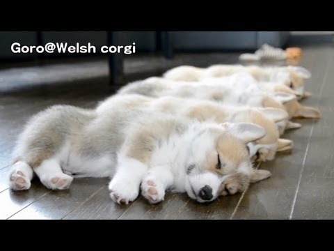 20130720 Part 8 cute corgi puppies sleep / コーギー子犬 お