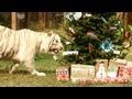 A Big Cat Christmas!