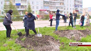 В Искитиме посадят 300 деревьев